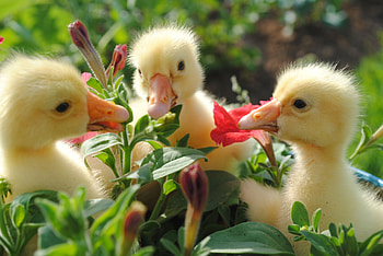 Animals, Flowers, Food, Beak, Ducklings HD wallpaper