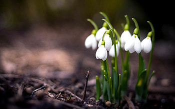 Snowdrop, Spring HD wallpaper