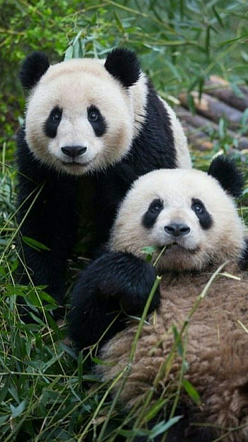 Panda, Pandas HD phone wallpaper