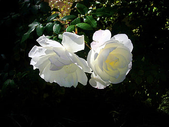 Pure beauty, two, white, roses, light, green HD wallpaper