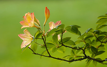 Plants, Flowers HD wallpaper