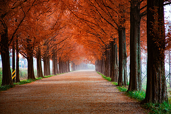 Autumn, trees, beautiful pathway, misty morning, nature HD wallpaper