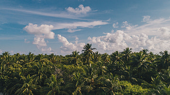 Nature, Sky, Clouds, Palms, Tropics HD wallpaper