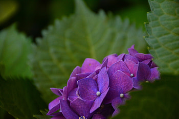 Flowers, Bush, Petals, Hydrangea HD wallpaper