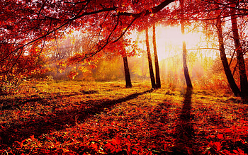 AUTUMN SHINE, Leaves, Rays, light, Trees, Fall, branches, Nature, Sunrises HD wallpaper