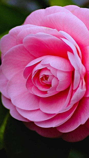 Beautiful Flowers Roses, Pink Rose, Beautiful Flowers HD phone wallpaper