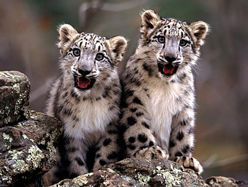 Animals, Leopards HD wallpaper