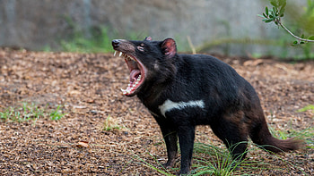 Tassie Devil , Cartoon, Devil , HQ HD wallpaper