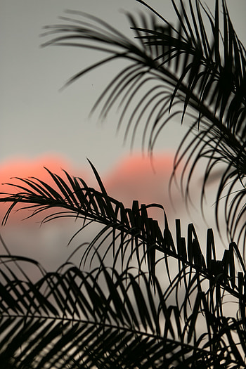 Nature, Sky, Leaves, Dark, Palm, Branches HD phone wallpaper