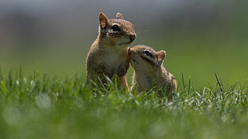 Chipmunk, Adorable visuals, able , Nature's charm HD wallpaper
