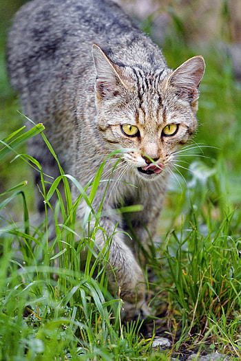 Animals, Cat, Muzzle, Pet, Protruding Tongue, Tongue Stuck Out HD phone wallpaper