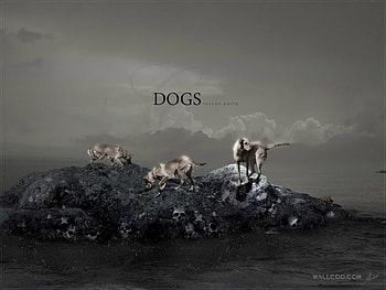 Brave Dogs, rocky island, dogs, dark, weirmaners HD wallpaper