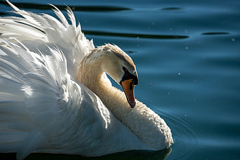 Swan, Animals, Beautiful wildlife HD wallpaper