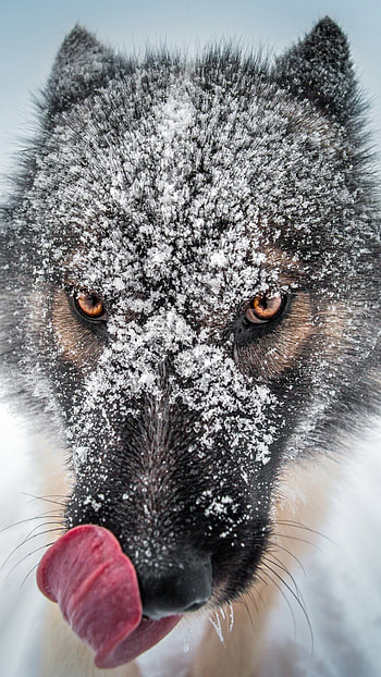 Gray Wolf, Close up, Sony Xperia HD phone wallpaper