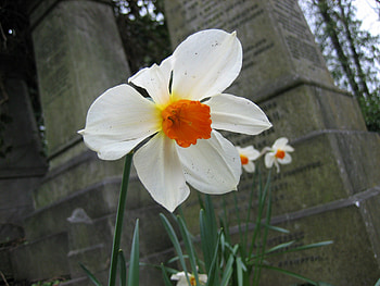 Cemetery Daffodil, flowers, cemeteries HD wallpaper