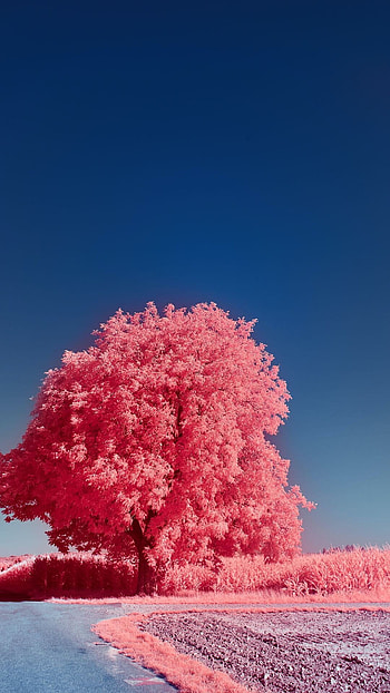 Exquisite tree collection, Stunning visual appeal, Nature's best, Breathtaking backgrounds HD phone wallpaper