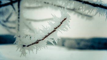 Winter, Sky, Snow, Macro, Branch HD wallpaper