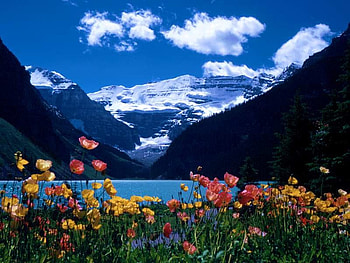 beauty nature, snow, sky, nature, flowers, mountains, lake, beauty, tree HD wallpaper