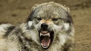 BIG BAD WOLF, gray wolf, carnivora, canis lupus, canidae HD wallpaper