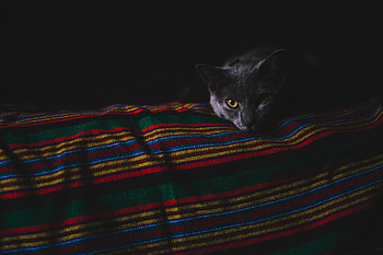 Animals, Dark, Cat, Muzzle, Grey HD wallpaper