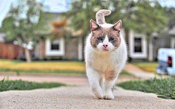 Animals, Cat, Spotty, Spotted, Stroll, Street HD wallpaper