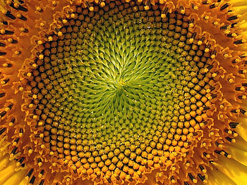 Flower, close-up, beautiful HD wallpaper