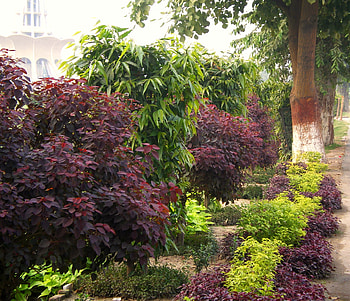 Park, lahore, nature, flowers HD wallpaper