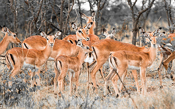 Animals, Deers, Forest, Herd HD wallpaper