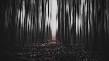 Dark Forest, scary, leaves, woods, fall, light, mysterious, trees, autumn HD wallpaper