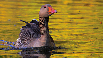 Goose , Feathered marvels, Bird flock, Animal HD wallpaper