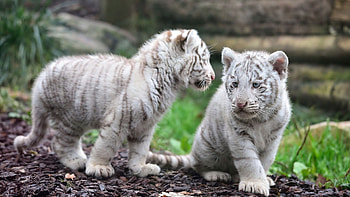 White tiger majesty, Snowy wilderness, Striking predator, Enchanting presence HD wallpaper