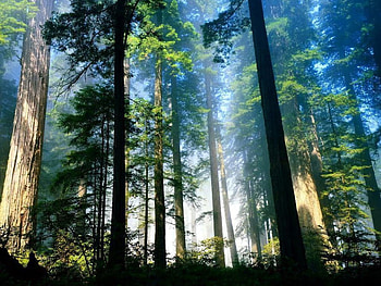 Nature, trees, cool, jungle, forest HD wallpaper
