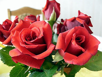 Plants, Flowers, Roses HD wallpaper