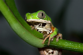Eye_of_the_Tiger, animal, frog, eye, green HD wallpaper