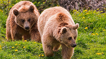 Animals, Grass, Bears, Couple, Pair, Stroll HD wallpaper