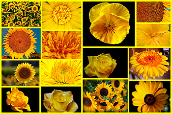Yellow flowers, yellow gerbera, sunflower, yellow rose, rose, sunflowers, flower, yellow, flowers, gerbera HD wallpaper