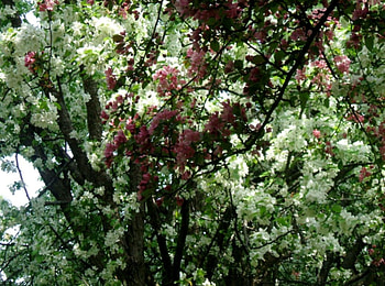 blossoms in may, trees, white, red, blossoms HD wallpaper