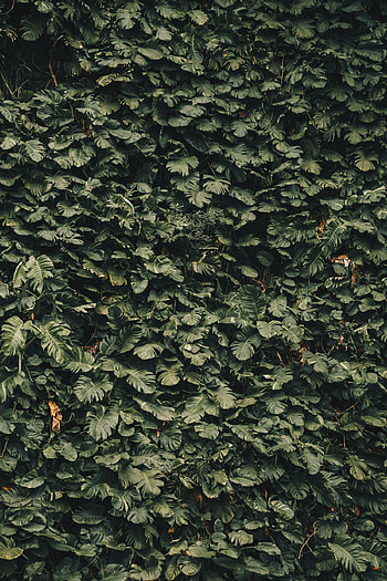 Plants, Nature, Leaves HD phone wallpaper