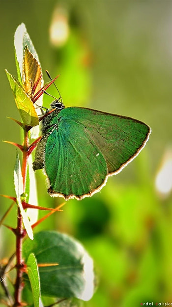 Green Butterfly, Beautiful Aesthetic HD phone wallpaper