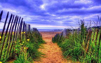 PATH WAY to OCEAN, sea, path, fence, landscape, flowers HD wallpaper