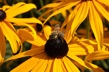 Flower, Macro, Bee, Pollination, Echinacea HD wallpaper