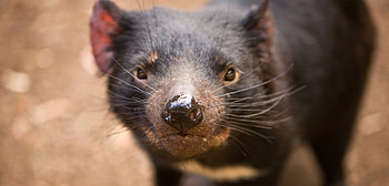 Devils in prison, Conservation efforts, Hakai Magazine article, Tasmania's unique wildlife HD wallpaper