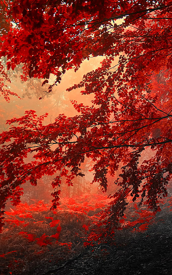 Crimson Autumn Canopy — Forest , forest, fall, nature, tree HD phone wallpaper