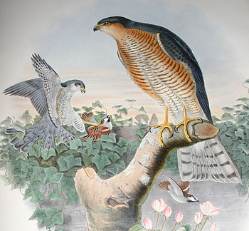 Sparrow Hawks, beak, wings, sit, prey birds, tail, nest, fly, male, female HD wallpaper