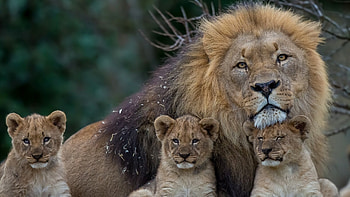 Roaring Lion - afari HD wallpaper