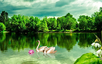 Summer Bright Lake, summer, reflection, trees, swan, nature, forest, lake, lotus HD wallpaper
