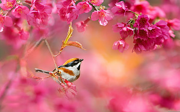 Bird, pasari, spring, flower, pink, nature HD wallpaper