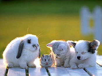 Animal Friends, dog, kitten, puppy, decking, cat, hamster, rabbit HD wallpaper