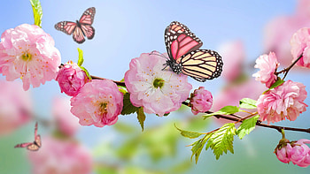 Butterflies, Spring HD wallpaper