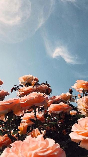 Flowers Aesthetic, Orange Rose HD phone wallpaper